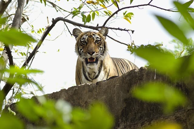 A Bengal tiger walking through the grassland of a North Indian tiger reserve
